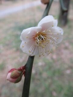ウメと塒出の鷹枝垂-花61