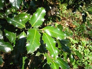 老いると丸くなるヒイラギ 好奇心の植物観察