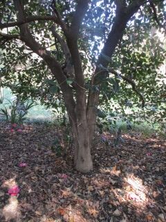 ツバキF140709a-幹02