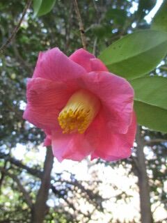 ツバキF131009c-19