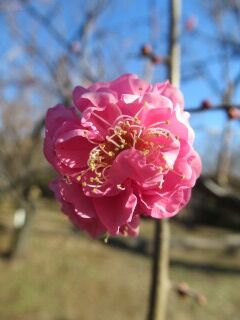 ウメや八重寒紅04