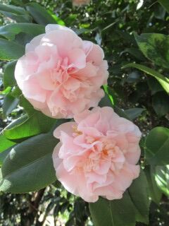 ツバキ・エミリウィルソン-花052