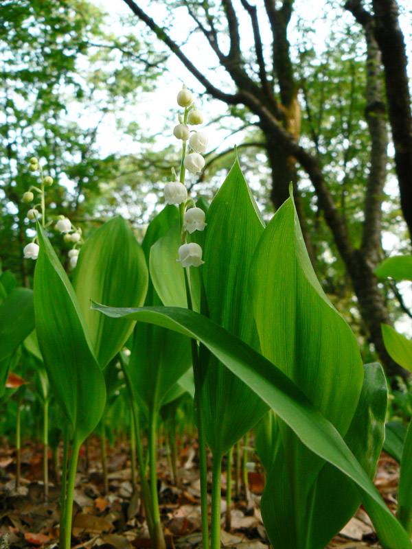 スズラン（鈴蘭） 別名：キミカゲソウ（君影草） : 路傍の花 花