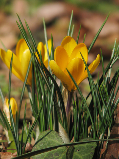 クロッカス 別名 ハナサフラン 路傍の花 花の写真図鑑