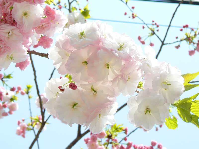 hermosa japón sakura