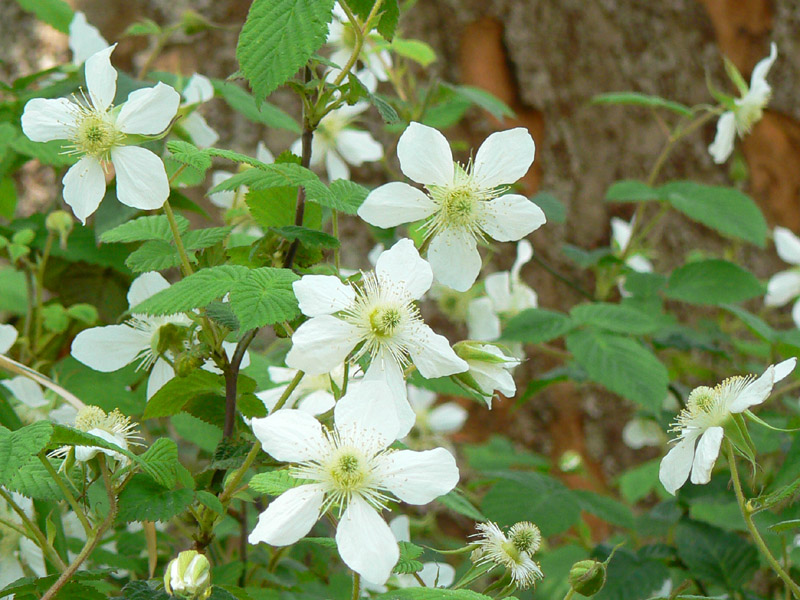 クサイチゴ 草いちご 別名 野いちご 路傍の花 花の写真図鑑 クサイチゴ 草いちご 別名 野いちご 路傍の花 花の写真図鑑