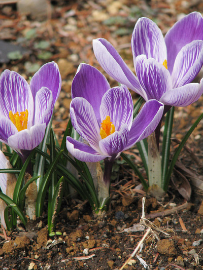 クロッカス 別名 ハナサフラン 路傍の花 花の写真図鑑