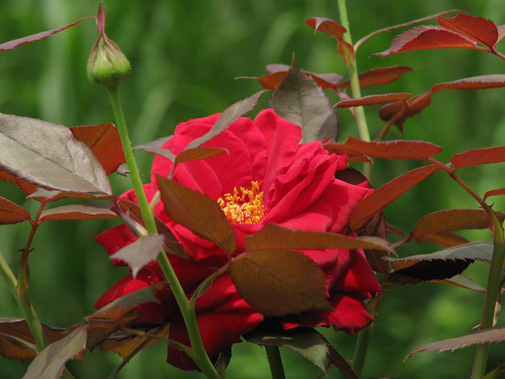 バラ 薔薇 路傍の花 花の写真図鑑