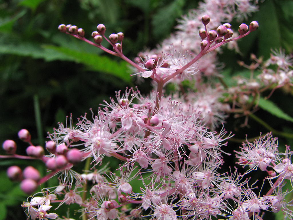 シモツケソウ 下野草 別名 クサシモツケ 草下野 路傍の花 花の写真図鑑 シモツケソウ 下野草 別名 クサシモツケ 草下野 路傍の花 花の写真図鑑