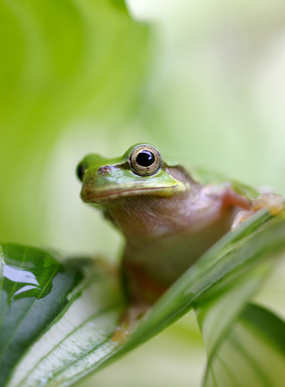 geko