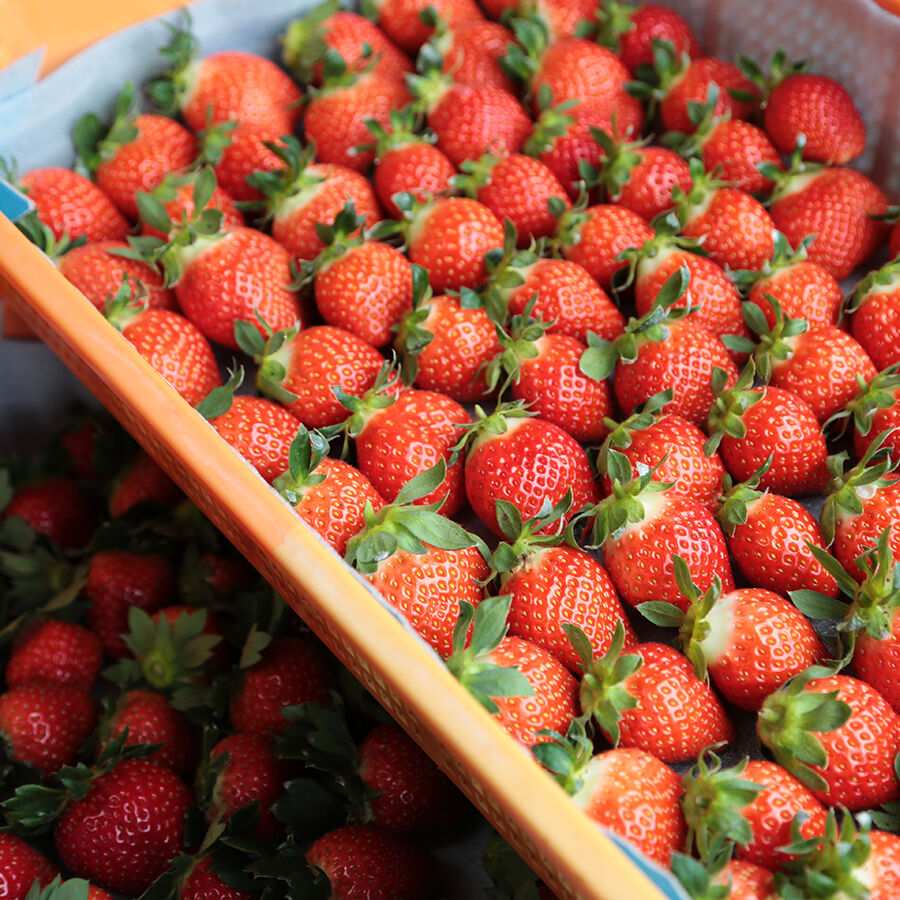 これから始まる苺の季節 美味い びぜん岡山にじいろトリップ