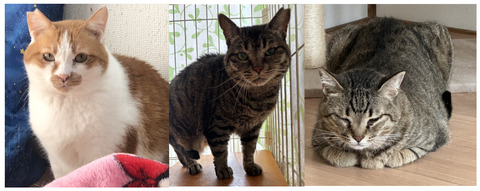 コシロクマサコ