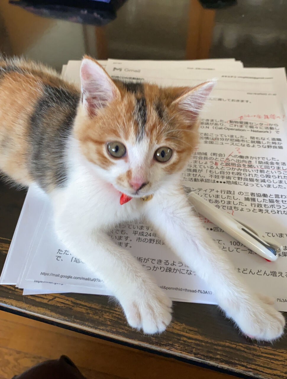 三毛猫みーちゃんの思い出 : 保護猫さんの徒然日記