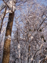 ��ë��������