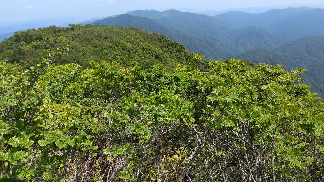 芦生短信2 : 6日8日 ササの森を捜して 夜叉ケ池・三周ヶ岳