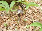 アシウテンナンショウ