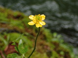 キンポウゲ