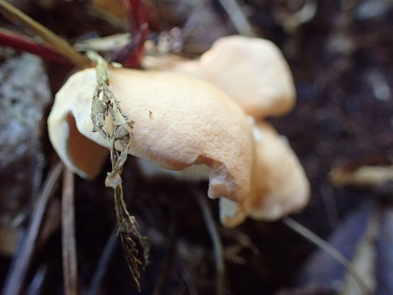 10月15日 p941m周辺植生調査 芦生短信2 10月15日 p941m周辺植生調査 芦生短信2