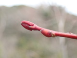 ネジキの冬芽　陽当たりがいいので当年枝も赤い