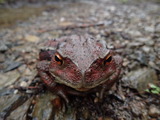 アズマヒキガエル 大きいので堂々として動かない