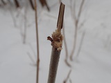 シカの食痕　クサギ直径１ｃｍくらいの枝まで食べている