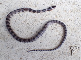シロマダラの幼体(死体)