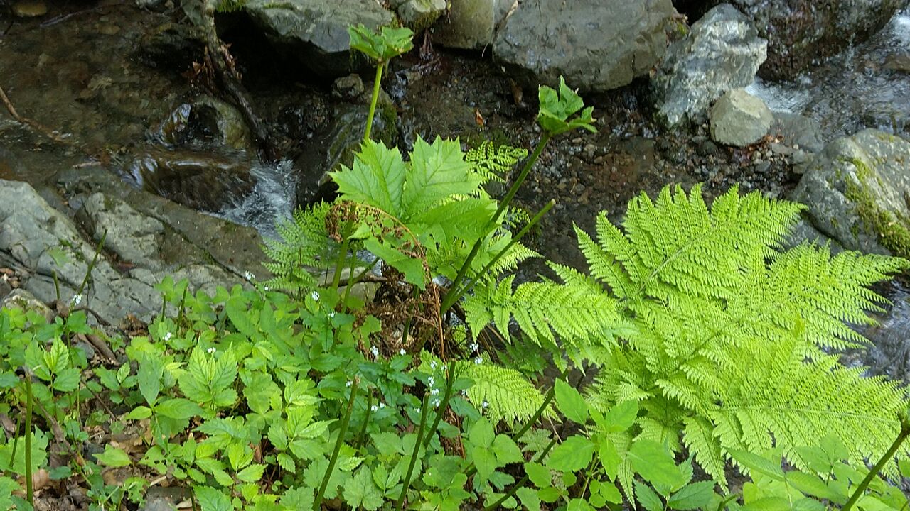 芦生短信2 : 6日8日 ササの森を捜して 夜叉ケ池・三周ヶ岳