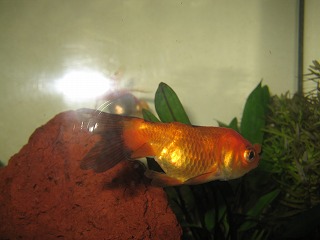 我が家の金魚たち ほろほろ日記帳