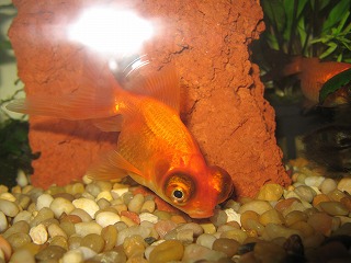 我が家の金魚たち ほろほろ日記帳