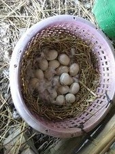 産んだばかりの卵を孵化させる