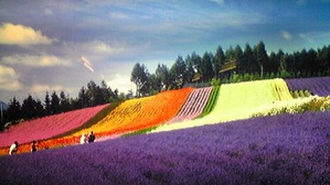 1970「咲き誇るラベンダー」
