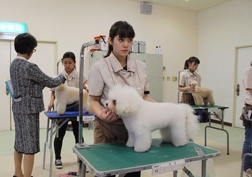ジャパンケネルクラブ公認トリマーC級ライセンス！ : アジア動物
