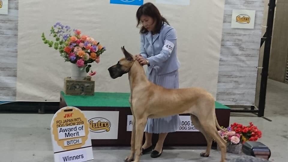 ジャパンインターナショナルドッグショー19 アジア動物専門学校のスクールライフ a日誌 ジャパンインターナショナルドッグショー19 アジア動物専門学校のスクールライフ a日誌