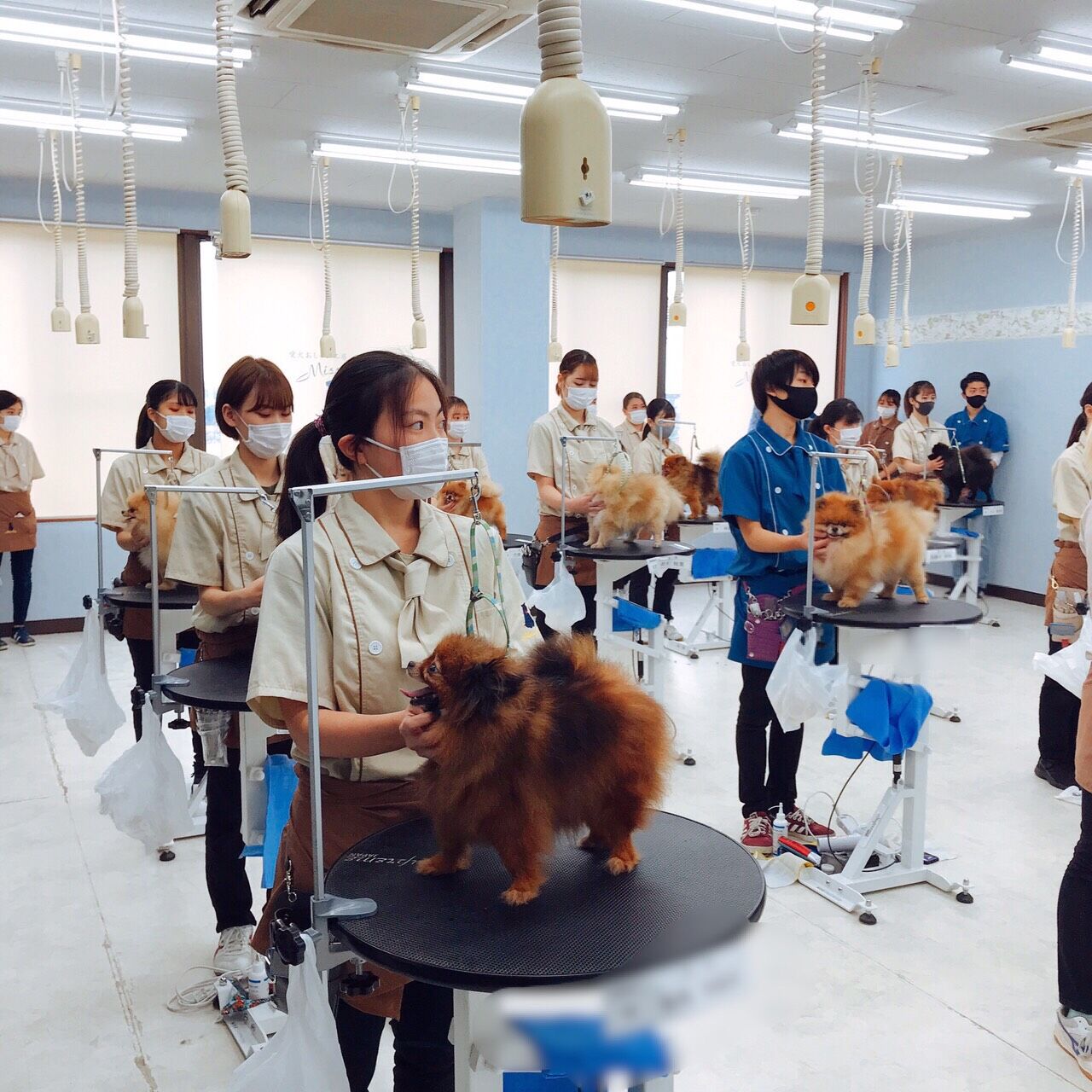 アジア動物専門学校のスクールライフ AAA日誌日本動物専門学校協会（NAVA）認定トリマー3級ライセンス実技試験