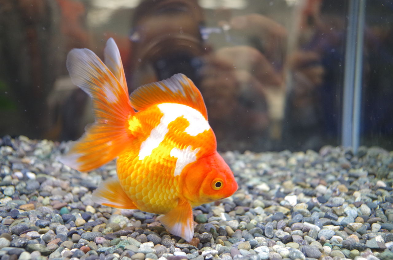 金魚の祭典へ アジア動物専門学校のスクールライフ a日誌 金魚の祭典へ アジア動物専門学校のスクールライフ a日誌