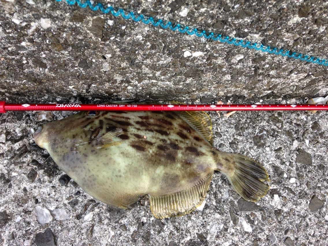 5 23 志和漁港でグレ釣り 高知 愛媛県での釣り好き3バカトリオの気ままな釣行記 5 23 志和漁港でグレ釣り 高知 愛媛県での釣り好き3バカトリオの気ままな釣行記