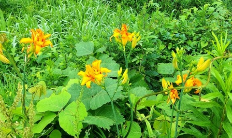 Picsart_23-06-28_15-04-46-392