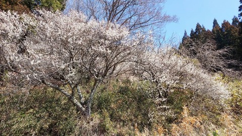 Picsart_24-04-03_16-25-49-071