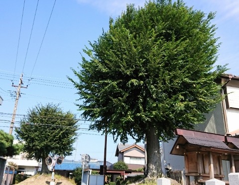 20
