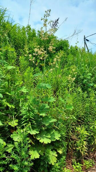 Picsart_23-06-28_16-17-14-997