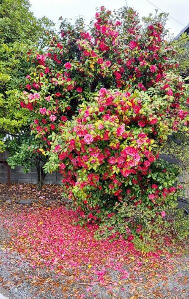 Picsart_22-04-27_22-09-02-176