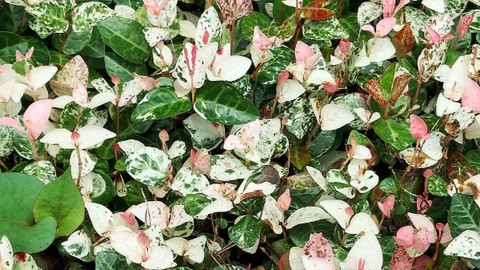 Picsart_23-06-28_15-12-54-096