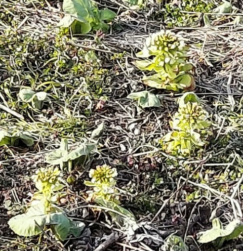 Picsart_24-04-09_11-40-00-924