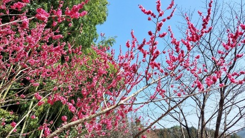 Picsart_24-04-09_08-28-58-275