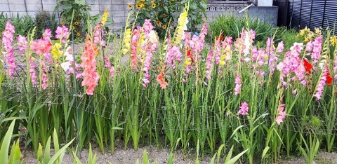 Picsart_22-06-26_23-10-15-664