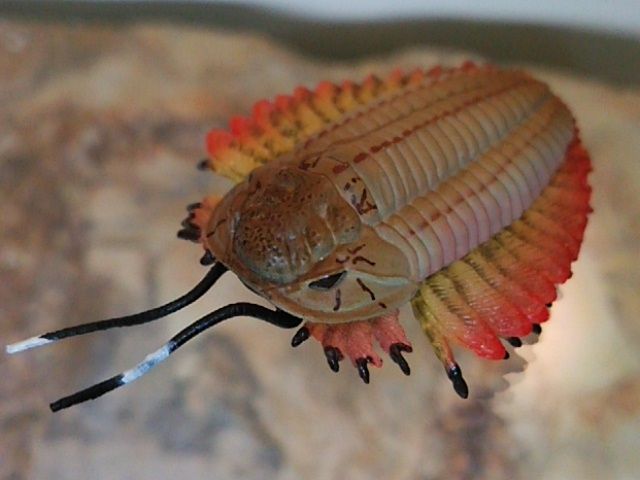 生物フィギュア 009 「トリアルツルス（三葉虫）」 : しんくんパパの