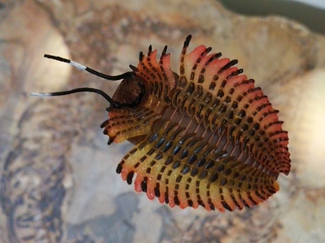 三葉虫 フィギュア Amazon | BACALYSO | 三葉虫 フィギュア 7cm級 化石節足動物 三葉虫綱