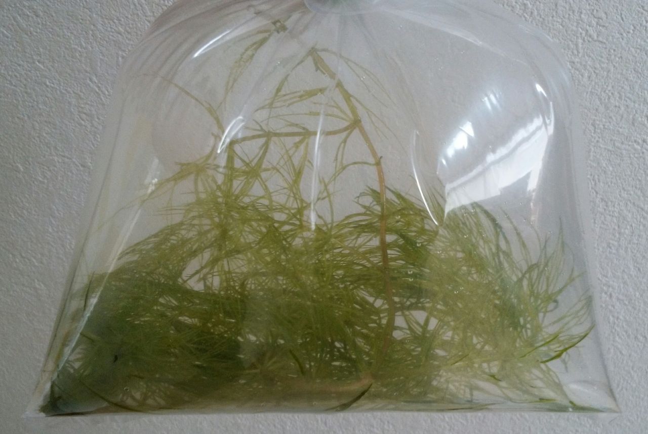 しんくんパパの行け行け ホビーライフv2