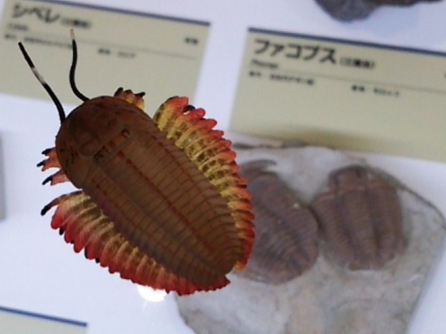 生物フィギュア 009 「トリアルツルス（三葉虫）」 : しんくんパパの