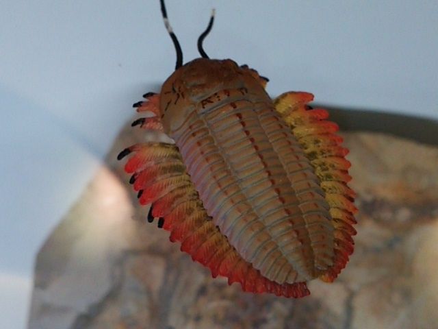 三葉虫 フィギュア 生物フィギュア 009 「トリアルツルス（三葉虫）」 : しんくんパパの